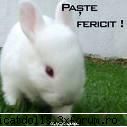 iepurele iepurele