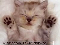 pisica :razz: pisica